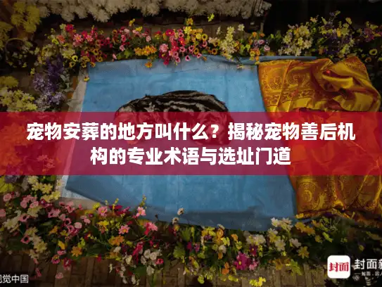 宠物安葬的地方叫什么？揭秘宠物善后机构的专业术语与选址门道
