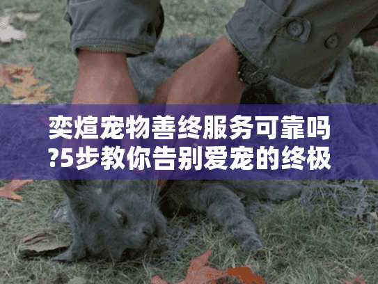 奕煊宠物善终服务可靠吗?5步教你告别爱宠的终极指南