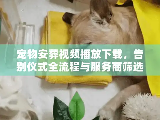 宠物安葬视频播放下载,告别仪式全流程与服务商筛选实录 宠物安葬视频播放下载,告别仪式全流程与服务商筛选实录