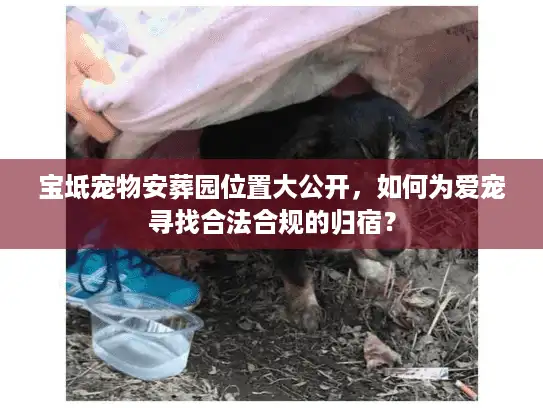 宝坻宠物安葬园位置大公开，如何为爱宠寻找合法合规的归宿？