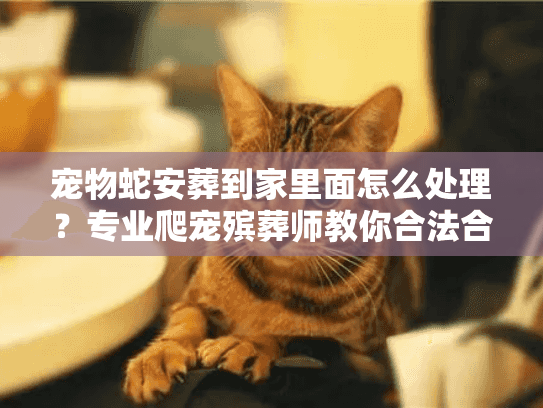 宠物蛇安葬到家里面怎么处理？专业爬宠殡葬师教你合法合规告别