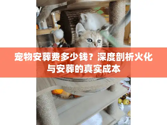 宠物安葬费多少钱？深度剖析火化与安葬的真实成本