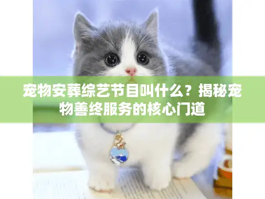 宠物安葬综艺节目叫什么？揭秘宠物善终服务的核心门道