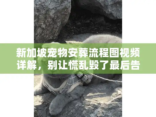 新加坡宠物安葬流程图视频详解，别让慌乱毁了最后告别