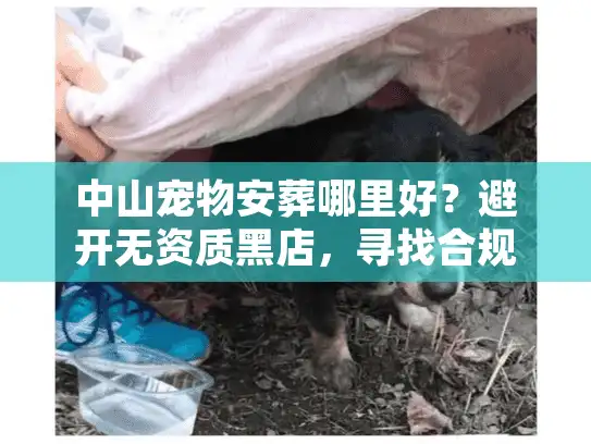 中山宠物安葬哪里好？避开无资质黑店，寻找合规善终服务