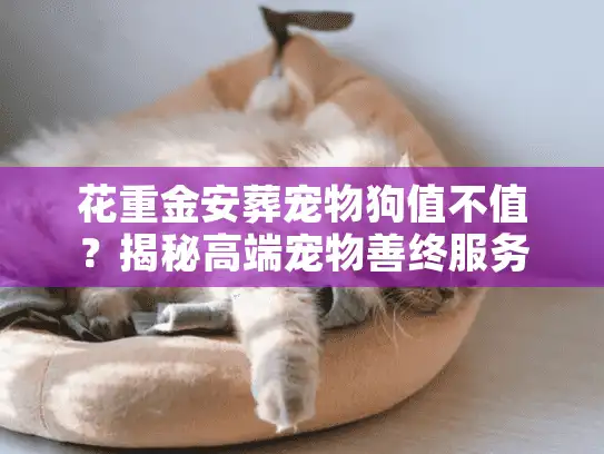 花重金安葬宠物狗值不值？揭秘高端宠物善终服务的避坑真相