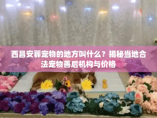 西昌安葬宠物的地方叫什么？揭秘当地合法宠物善后机构与价格