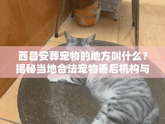 西昌安葬宠物的地方叫什么？揭秘当地合法宠物善后机构与价格