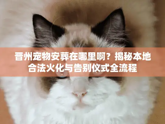 晋州宠物安葬在哪里啊？揭秘本地合法火化与告别仪式全流程