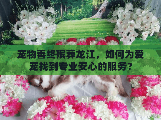 宠物善终殡葬龙江，如何为爱宠找到专业安心的服务？
