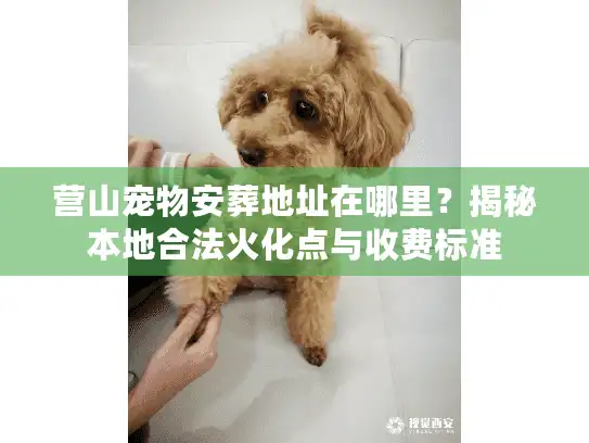 营山宠物安葬地址在哪里？揭秘本地合法火化点与收费标准