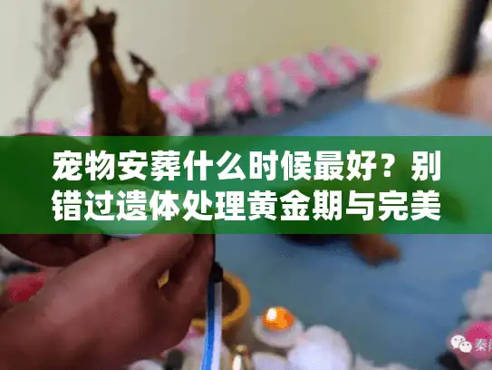 宠物安葬什么时候最好？别错过遗体处理黄金期与完美告别时刻