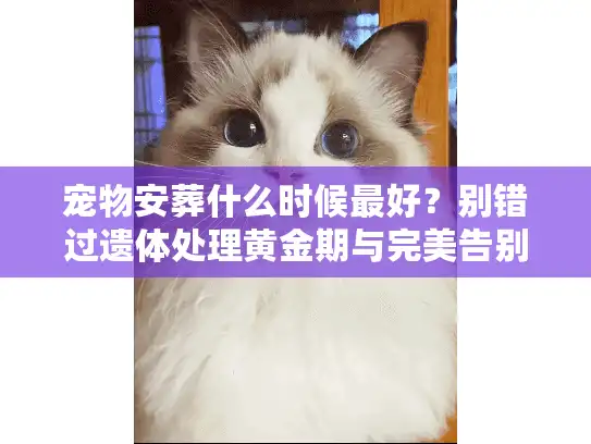 宠物安葬什么时候最好？别错过遗体处理黄金期与完美告别时刻