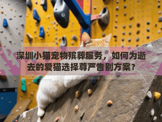 深圳小猫宠物殡葬服务，如何为逝去的爱猫选择尊严告别方案？