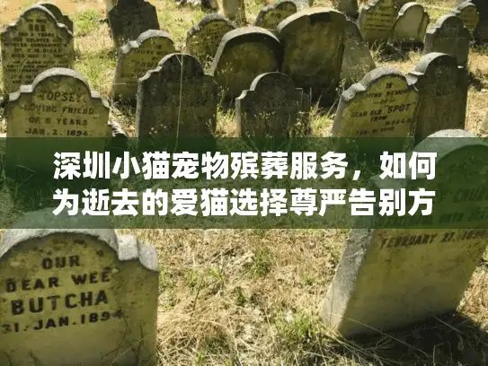 深圳小猫宠物殡葬服务，如何为逝去的爱猫选择尊严告别方案？