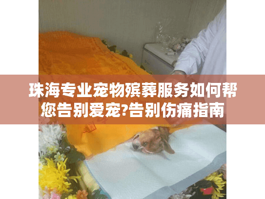 珠海专业宠物殡葬服务如何帮您告别爱宠?告别伤痛指南 珠海专业宠物殡葬服务如何帮您告别爱宠?告别伤痛指南