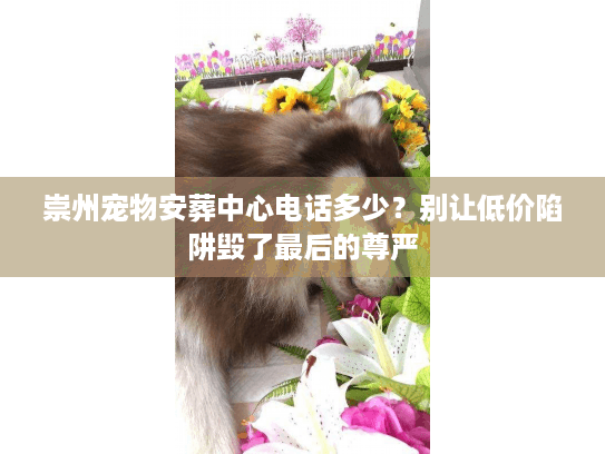 崇州宠物安葬中心电话多少？别让低价陷阱毁了最后的尊严