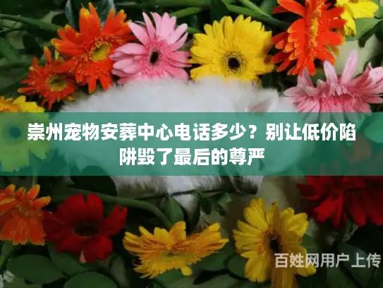 崇州宠物安葬中心电话多少？别让低价陷阱毁了最后的尊严