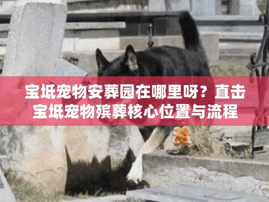 宝坻宠物安葬园在哪里呀？直击宝坻宠物殡葬核心位置与流程