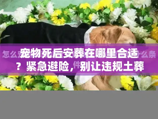 宠物死后安葬在哪里合适？紧急避险，别让违规土葬伤了感情