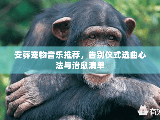 安葬宠物音乐推荐，告别仪式选曲心法与治愈清单