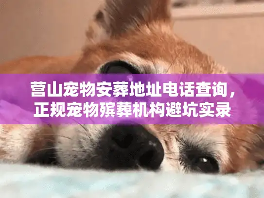 营山宠物安葬地址电话查询，正规宠物殡葬机构避坑实录