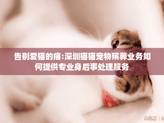 告别爱猫的痛:深圳猫猫宠物殡葬业务如何提供专业身后事处理服务