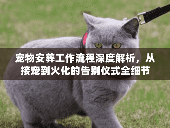 宠物安葬工作流程深度解析，从接宠到火化的告别仪式全细节