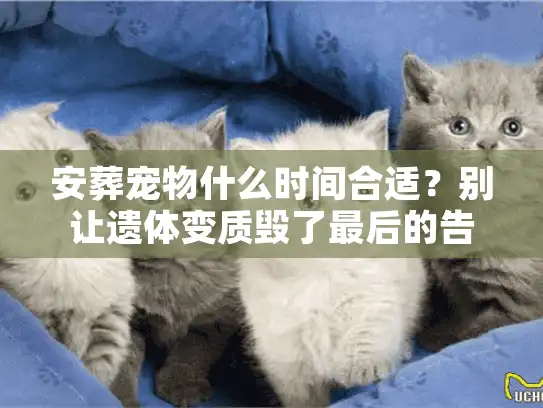 安葬宠物什么时间合适？别让遗体变质毁了最后的告别