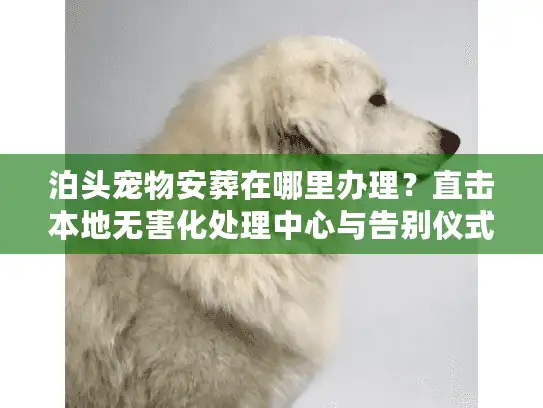 泊头宠物安葬在哪里办理？直击本地无害化处理中心与告别仪式