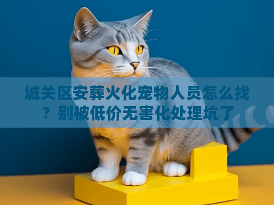 城关区安葬火化宠物人员怎么找?别被低价无害化处理坑了 城关区安葬火化宠物人员怎么找?别被低价无害化处理坑了