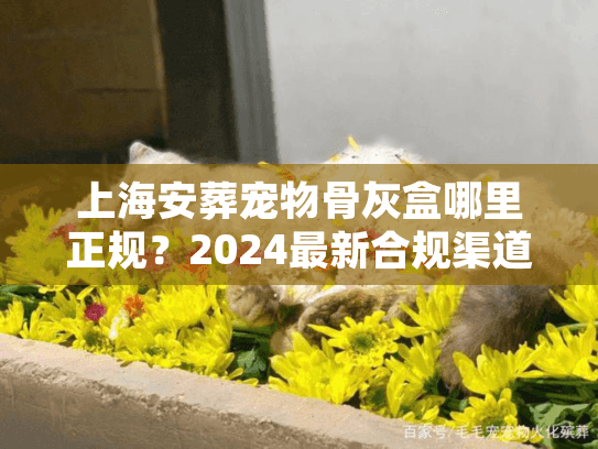 上海安葬宠物骨灰盒哪里正规？2024最新合规渠道与价格