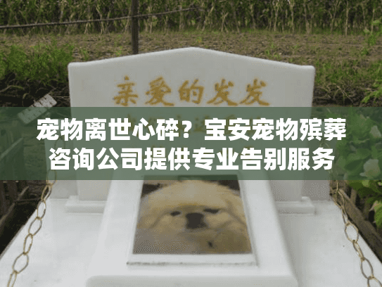 宠物离世心碎？宝安宠物殡葬咨询公司提供专业告别服务
