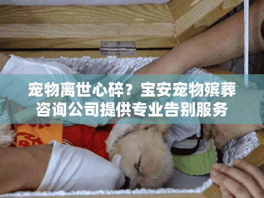 宠物离世心碎？宝安宠物殡葬咨询公司提供专业告别服务