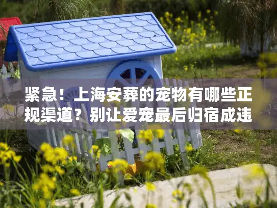 紧急！上海安葬的宠物有哪些正规渠道？别让爱宠最后归宿成违规