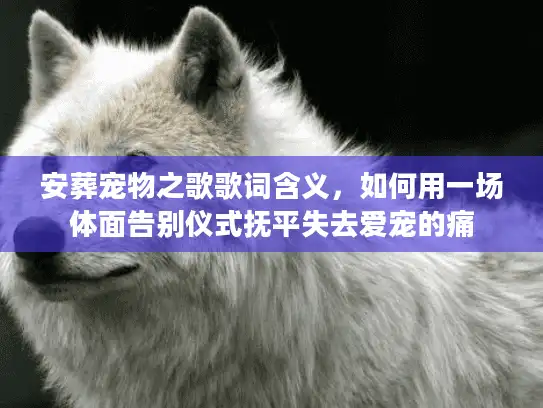 安葬宠物之歌歌词含义，如何用一场体面告别仪式抚平失去爱宠的痛