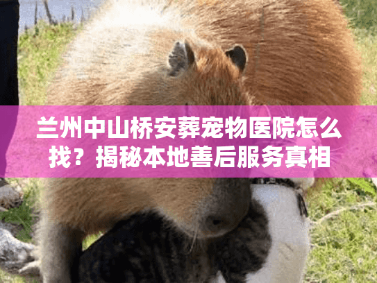 兰州中山桥安葬宠物医院怎么找？揭秘本地善后服务真相