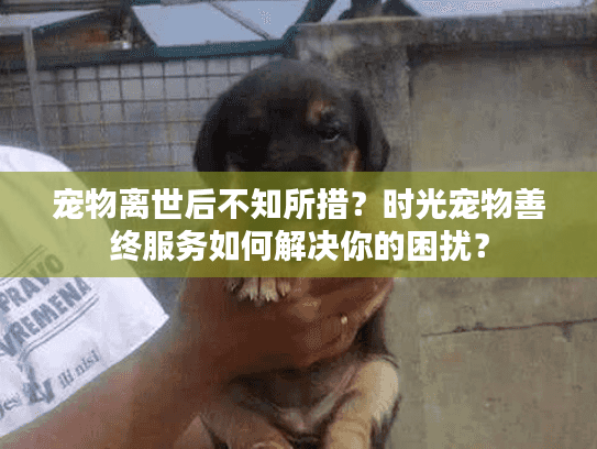 宠物离世后不知所措？时光宠物善终服务如何解决你的困扰？