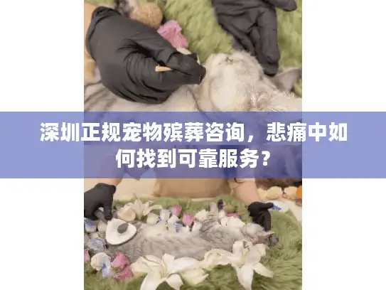 深圳正规宠物殡葬咨询,悲痛中如何找到可靠服务? 深圳正规宠物殡葬咨询,悲痛中如何找到可靠服务?