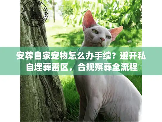 安葬自家宠物怎么办手续？避开私自埋葬雷区，合规殡葬全流程