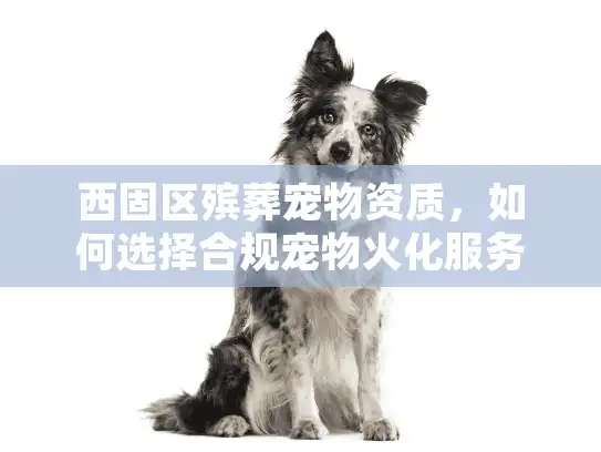 西固区殡葬宠物资质，如何选择合规宠物火化服务？