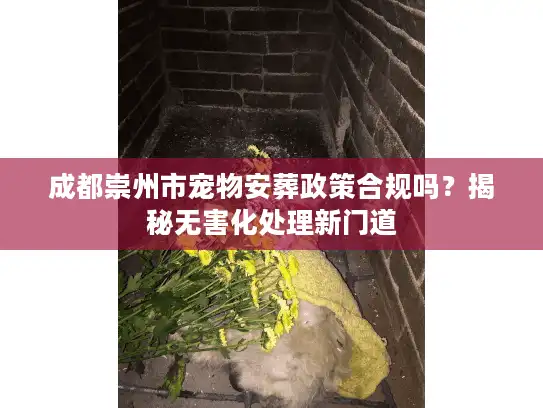 成都崇州市宠物安葬政策合规吗？揭秘无害化处理新门道