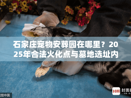 石家庄宠物安葬园在哪里？2025年合法火化点与墓地选址内幕