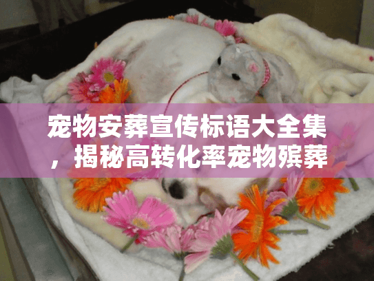宠物安葬宣传标语大全集，揭秘高转化率宠物殡葬文案底层逻辑