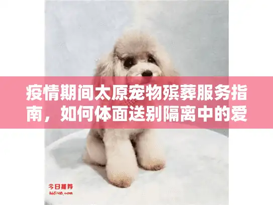疫情期间太原宠物殡葬服务指南，如何体面送别隔离中的爱宠