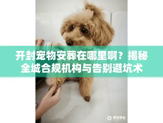 开封宠物安葬在哪里啊？揭秘全城合规机构与告别避坑术