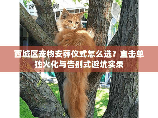 西城区宠物安葬仪式怎么选?直击单独火化与告别式避坑实录 西城区宠物安葬仪式怎么选?直击单独火化与告别式避坑实录
