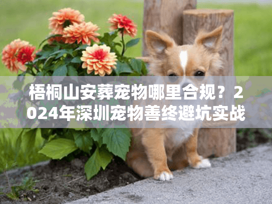 梧桐山安葬宠物哪里合规？2024年深圳宠物善终避坑实战