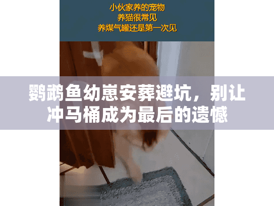 鹦鹉鱼幼崽安葬避坑，别让冲马桶成为最后的遗憾