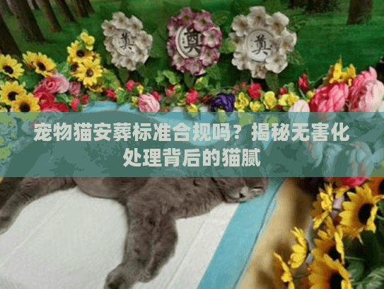 宠物猫安葬标准合规吗？揭秘无害化处理背后的猫腻